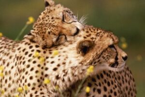 Affectionate Cheetahs9476619914